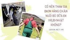 Image result for Đơn hàng vắt sữa bò nữ đến 40 tuổi 3 năm lương cao đi đơn Hot Nhật Bản