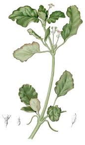 Image result for Boerhavia diffusa