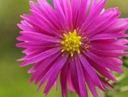 Aster Genus Flower Different Types Of Flowers Aster Flower Tattoos Types Of Flowers
