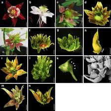Wholesaler and distributor of grocery based scranton, south carolina. Aquilegia B Gene Homologs Promote Petaloidy Of The Sepals And Maintenance Of The C Domain Boundary Evodevo Full Text