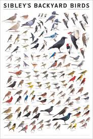 Birds Of Eastern North America Sibley S Backyard Birds Of Eastern North America Bird Poster Birds Backyard Birds