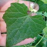 Image result for Zehneria scabra