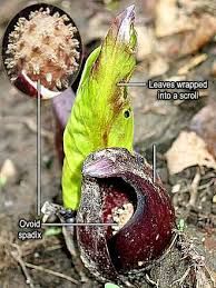 The skunk cabbage is a flowering perennial plant and is one of the first plants to emerge in the spring. Symplocarpos Foetidus Skunk Cabbage Araceae