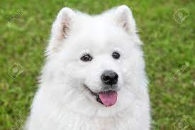We did not find results for: White Fluffy Samoyed Dog In Green Grass Stock Photo Picture And Royalty Free Image Image 85930740