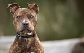 Such as the blue red nose pitbull, the red and blue nose pitbull, the blue nose brindle pitbull, as well as many other iterations. Brindle Pitbull New Owners Guide To This Tiger Striped Dog All Things Dogs All Things Dogs