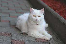 1년정도 키우던 터키쉬앙고라 입양 보내게되서 이렇게 글을 올립니다. í„°í‚¤ì‰¬ ì•™ê³ ë¼ Turkish Angora ì§±êµ¬ì˜ ì• ì™„ë™ë¬¼ì •ë³´