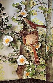 Birds Native To Georgia Usa Georgia State Flower Cherokee Rose Georgia State Tree Live Oak Georgia State Bird Brown Thrasher Blue Ridge Georgia Flower Canvas Rome Georgia