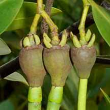 Image result for Rhizophora mucronata