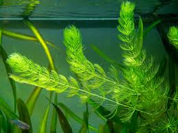 Image result for Ceratophyllum