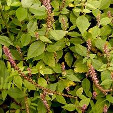 Image result for Achyranthes aspera
