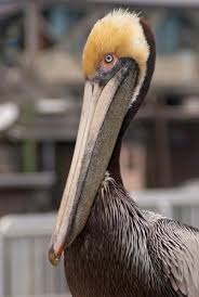 Velg blant mange lignende scener. Brown Pelican Florida Hikes