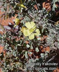 Image result for Monsonia senegalensis
