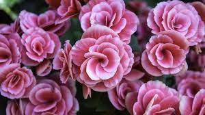 Pin On Tattoo Ideas Edible Flowers