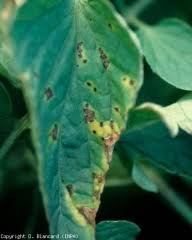 Image result for tomato seedling pseudomonas syringae pv tomato symptoms