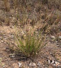 Image result for Eragrostis dinteri