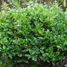 Image result for Carissa