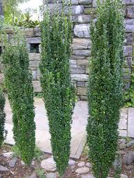 A few short shrubs to consider for along walkways or to define a small garden area would be korean boxwoods, japanese holly or dwarf arborvitae 'little giant.' Best Shrubs Trees To Use For Privacy Hedges Screening Organic Plant Care Llc Tree Service In Hunterdon Morris Somerset Union Counties Nj And Bucks County Pa