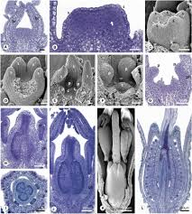 Image result for Mitrasacmopsis