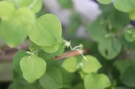 Image result for Drymaria cordata