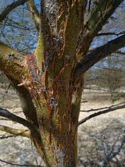 Image result for Acacia kirkii
