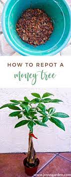How To Repot A Money Tree Pachira Aquatica Plus The Mix To Use Money Tree Plant Money Tree Plant Care Plant Care Houseplant