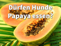 The article offers some simple recipes and looks at potential risks. Durfen Hunde Papaya Essen Kerne Blatter Frucht Pulver