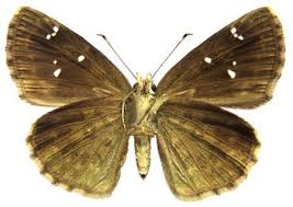 Image result for Dicliptera hensii