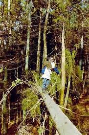 Waldspiele Und Walderlebnisse Waldspiele Spiele Im Wald