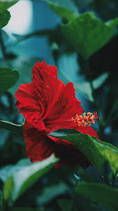 Image result for Hibiscus fuscus