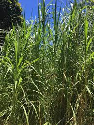 Image result for Cenchrus purpureus