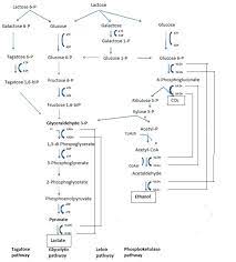 Lactose Metabolism Pathways In Lactic Acid Bacteria After 4 16 18 Download Scientific Diagram