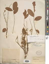 Image result for Pericopsis