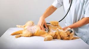 Und wie sind die verschiedenen organe aufgebaut? Innere Organe Beim Hund Wir Klaren Uber Die Erkrankungen Auf Veteri