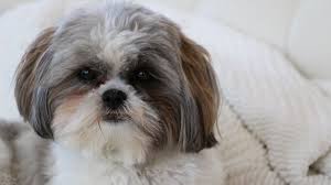 She is almost 4 months old and weighs somewhere in between 4 and 5lbs. Maltese Shih Tzu Mix The Ultimate Guide Barking Royalty