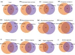 Image result for Chamaecrista comosa