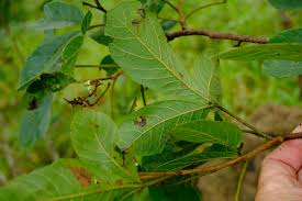 Image result for Allophylus africanus