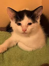 If you are able to provide needed items, the need is there. 🙏 *** LaPorte  County Small Animal Control & the Jane Bernard Animal Adoption Center  https://www.facebook.com/reel/2831288343734307/?mibextid=rS40aB7S9Ucbxw6v