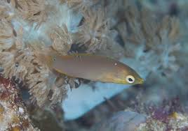 Image result for Nesphostylis holosericea