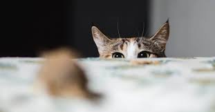 But a steady diet of tuna prepared for humans can lead to eating too much too often can do the same thing to cats that it does to humans. What Do Cats Eat In The Wild And Should You Feed A Similar Diet