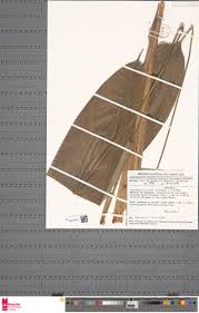 Image result for Halopegia