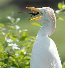 11 Animals That Declared Not Today Funny Animals Animal Pictures Animals