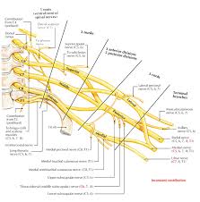 Easy Notes On Brachial Plexus Learn In Just 4 Minutes