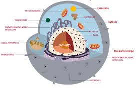 This means the genetic material dna in prokaryotes is not bound within a nucleus. Prokaryotic And Eukaryotic Cells Scientist Cindy