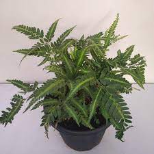 Maybe you would like to learn more about one of these? Indian Holly Fern Arachniodes Simplicior Variegata Large Nursery Buy