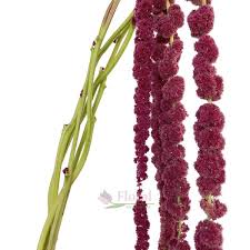 Image result for Amaranthus