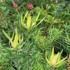 Image result for Epilobium salignum