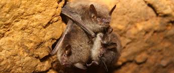 We operate the milwaukee, wi branch of animals in the attic. Saving Wisconsin S Bats Wisconsin Dnr