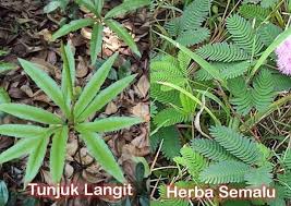 #5 pokok herba tutup bumi. Dapur Isteri Perut Suami Rawatan Kemandulan Dengan Kaedah Tradisional Melayu Kemandulan Di Pihak Lelaki Atau Wanita Dalam Perubatan Tradisional Melayu Terdapat Pelbagai Herba Boleh Digunakan Namun Yang Popular Untuk Rawatan Untuk