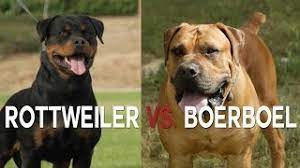 Rottweiler mix a rottweiler mix is a cross between a rottweiler and another dog breed. Rottweiler Vs Boerboel A Battle Of Big Dogs Youtube