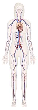 Explore Human Anatomy Physiology And Genetics Innerbody